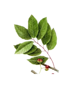 Pygeum Extract Ingredients 