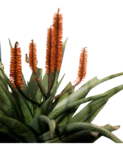 Aloe Blossoms Ingredient 
