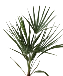 Saw Palmetto Extract Ingredients 