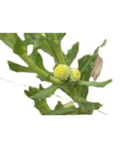 Centipeda Cunninghamii Extract ingredients 