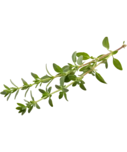 thyme Ingredients
