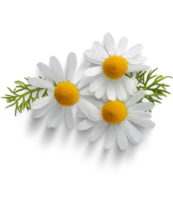 مواد تشکیل دهنده بابونه 