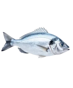 Fish Oil & Omega-3 Ingredients 