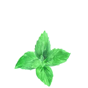 natural flavorings mint ingredient
